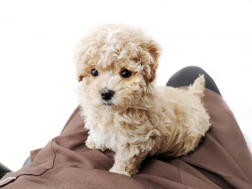 その2 丈夫で、健康的な子が多い！ - MIX犬が人気の理由3選！ | MIX犬 マルプー （119269） - 梅島店