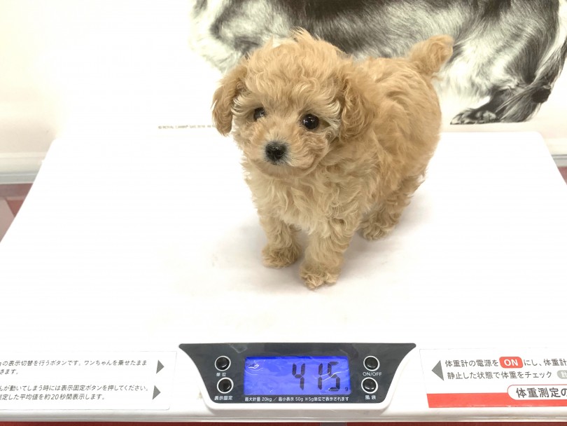 生後60日で415g！体重計が大きく感じます | ティーカッププードル （140627） - 横浜 元町店