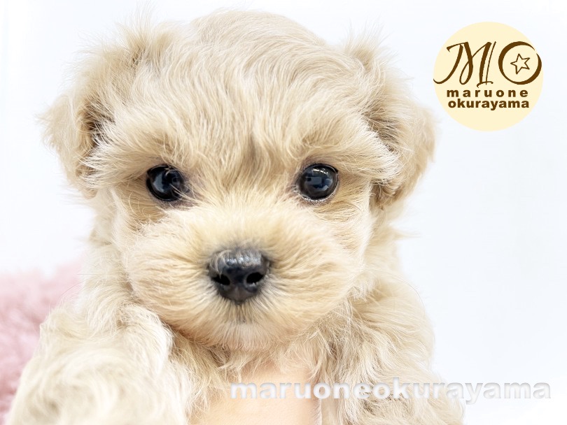 トイプードルとペキニーズを両親に持つペキプーちゃん | MIX犬 ペキプー （6131014） - 横浜 大倉山店