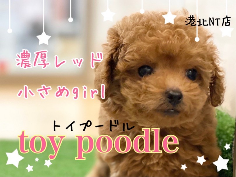 【 トイ・プードル 】濃厚レッド・元気いっぱい毛量たっぷり小さめGirl!