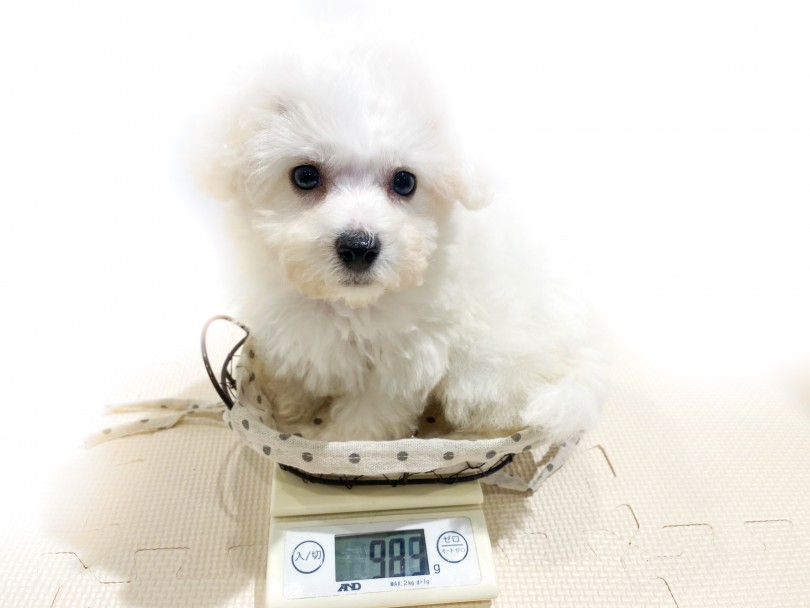 生後70日での体重で小柄な事がわかる！小さくても食欲抜群の元気っ子！ | ビションフリーゼ （11824） - 横浜 白楽店
