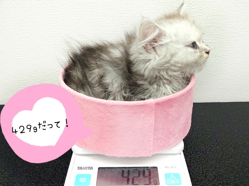 とってもちびっこ！手の平サイズの毛玉ちゃん！ | ラガマフィン （130308） - 高井戸店