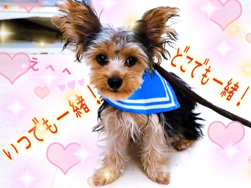 信頼関係を築きやすくとっても飼いやすい子に育ってます♪ | ヨークシャーテリア （130264） - 高井戸店