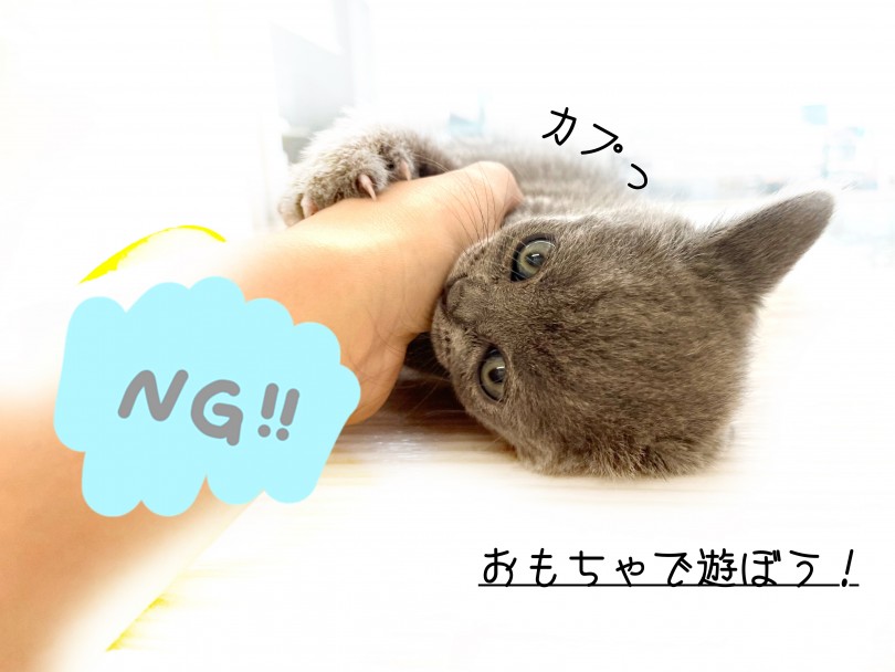 可愛いからついついはNG 遊ぶ時はおもちゃで | ブリティッシュショートヘア （150176） - 東川口店