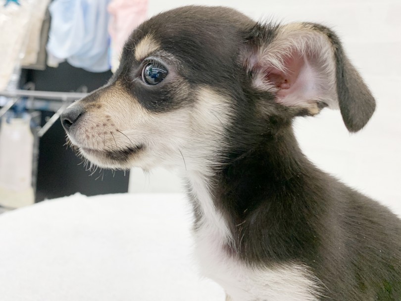 MIX犬の最も大きな魅力の1つは「両親の良いとこどり」 | MIX犬 チワックス （014363） - 東日暮里店
