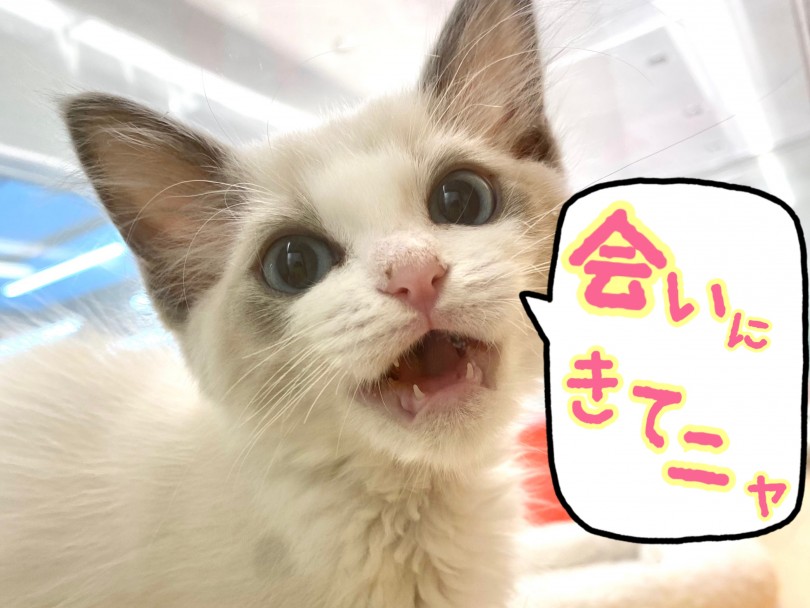 とっても可愛らしいラグドールちゃんに会いたくなりましたでしょうか？ | ラグドール （118540） - 城山店