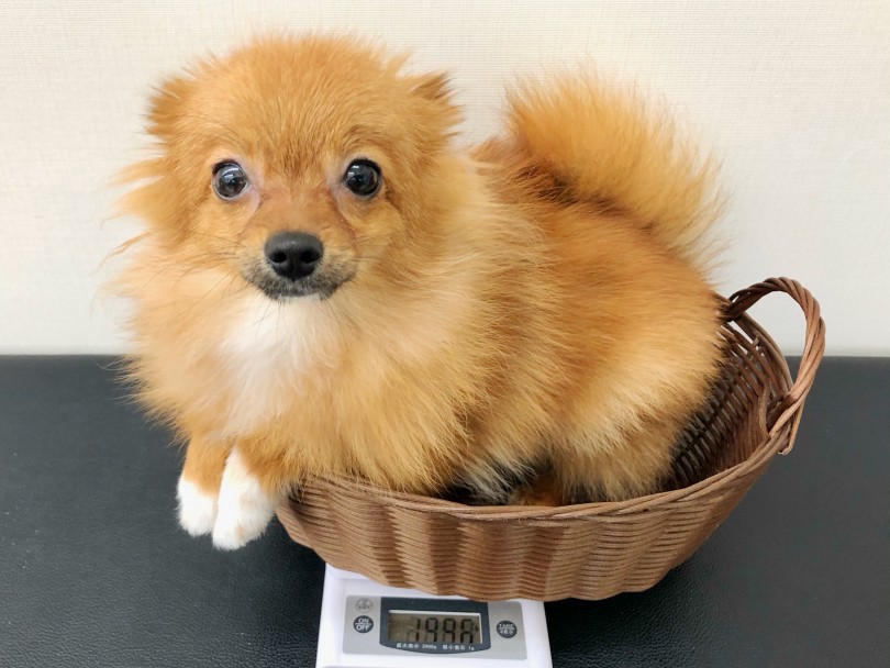 小さめ遺伝子を引き継いだ正真正銘小さめポメラニアン | ポメラニアン （512689） - 本羽田店