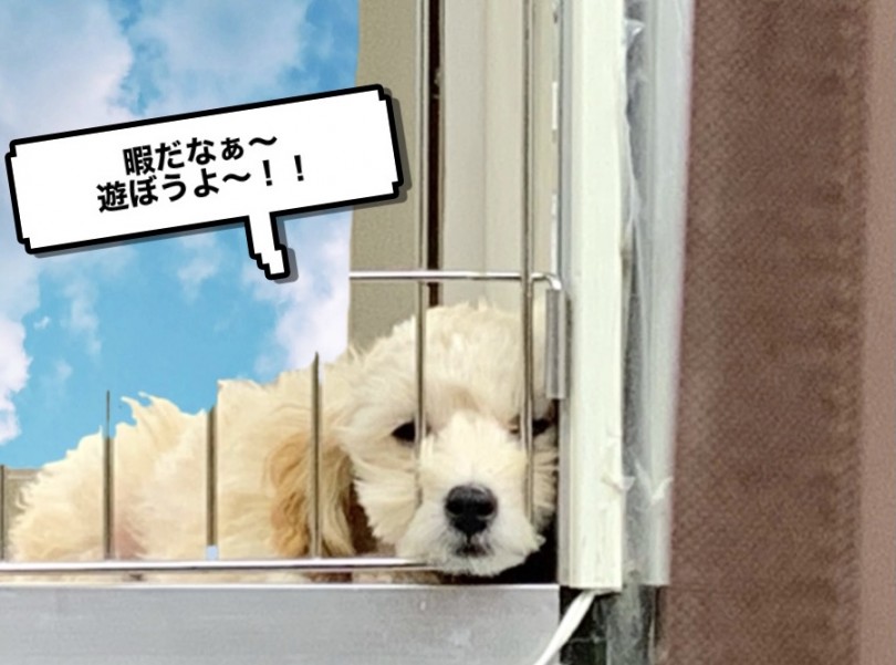 男の子らしい元気いっぱいの性格! | MIX犬 マルプー (130281) - 高井戸店