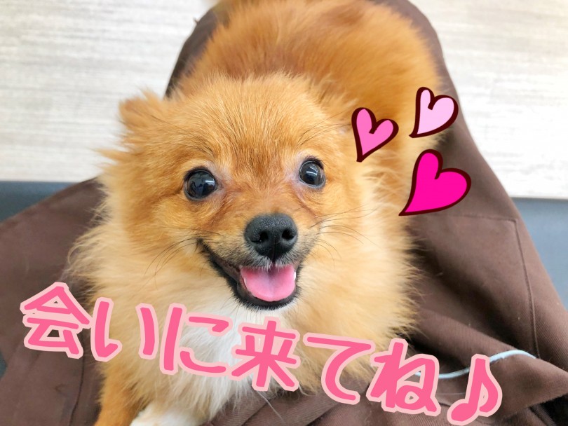 お店でポメちゃんとお待ちしております！ | ポメラニアン （512689） - 本羽田店