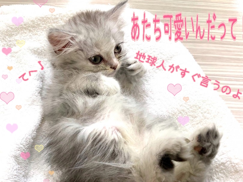 驚くほどおっとりしているラガちゃんはとってもマイペース | ラガマフィン （130308） - 高井戸店