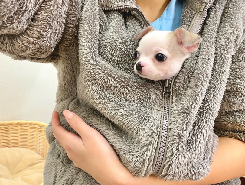頑張って写真を撮らせてくれたスムチくん！ | チワワ （116537） - 下丸子店