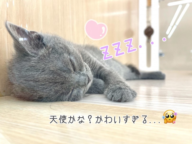 一人暮らしの方や留守時間のある方にもおすすめです | ブリティッシュショートヘア （150176） - 東川口店