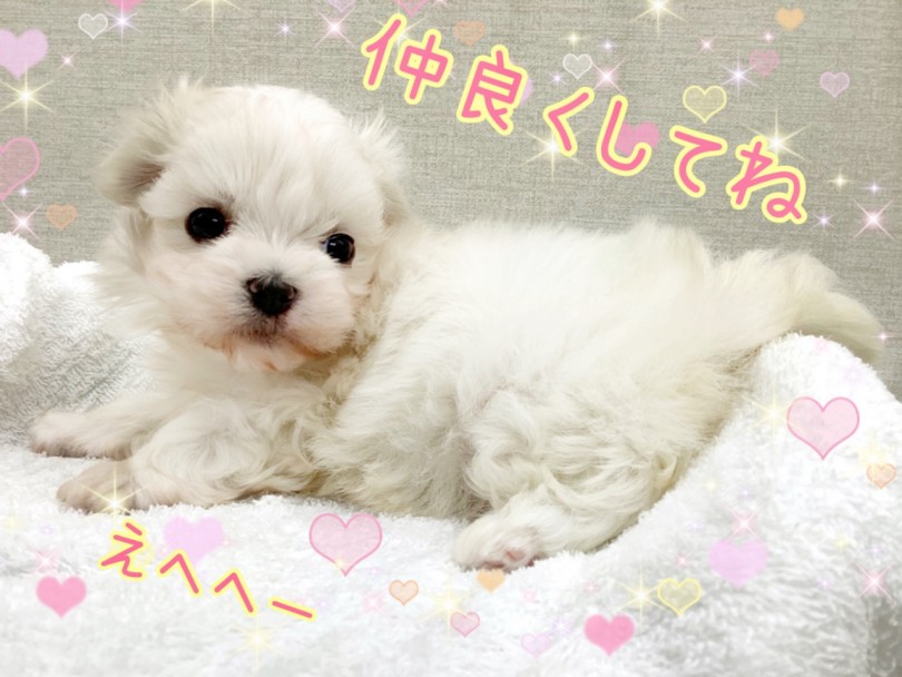 いつでもどこでも一緒の愛情溢れる毎日をマルちゃんと過ごしてくださいま | マルチーズ （130317） - 高井戸店
