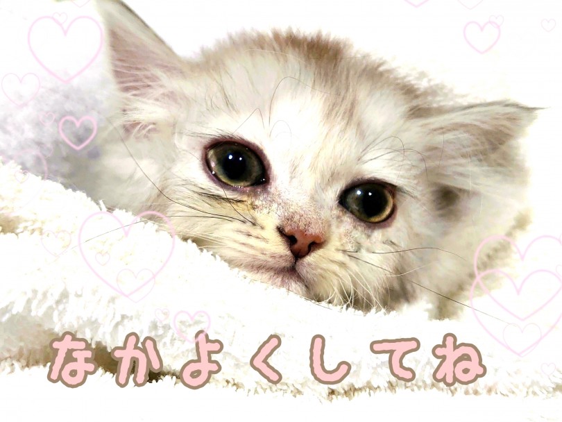 ゆったりのんびりしたリラックスタイムを一緒に過ごしたい方にはラガマフィンちゃんがオススメです！ | ラガマフィン （130308） - 高井戸店