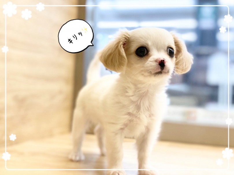 とってもキュートなミックスちゃん | MIX犬 チワキャバ （312004） - 港北ニュータウン店
