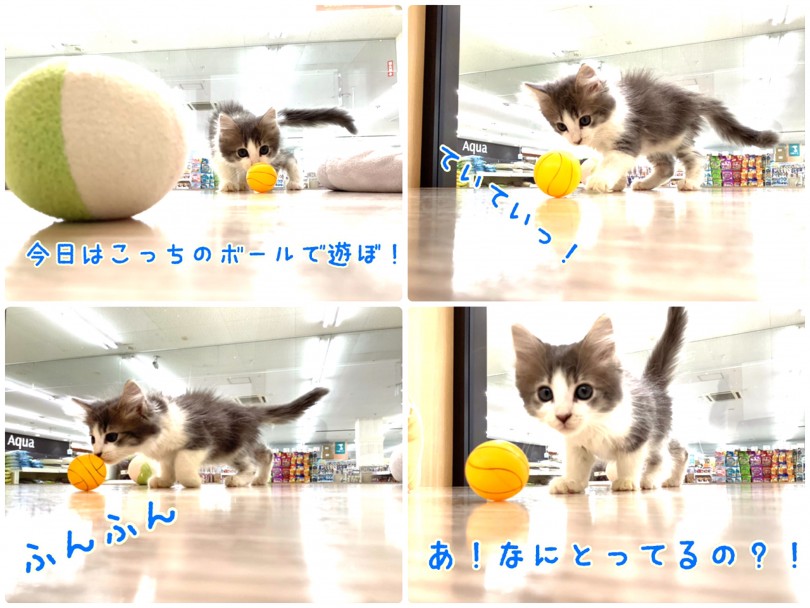 あそぶの大好き！一人遊びも大得意！ | ノルウェージャンフォレストキャット （130310） - 高井戸店