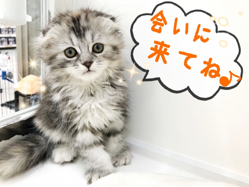 少しでも気になった方は是非会いにいらしてください♪ | スコティッシュフォールド （512714） - 本羽田店