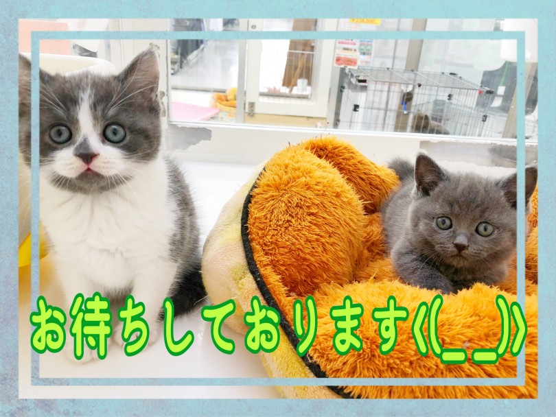 お店でお会いしましょう♪♪ | マンチカン （512716） - 本羽田店