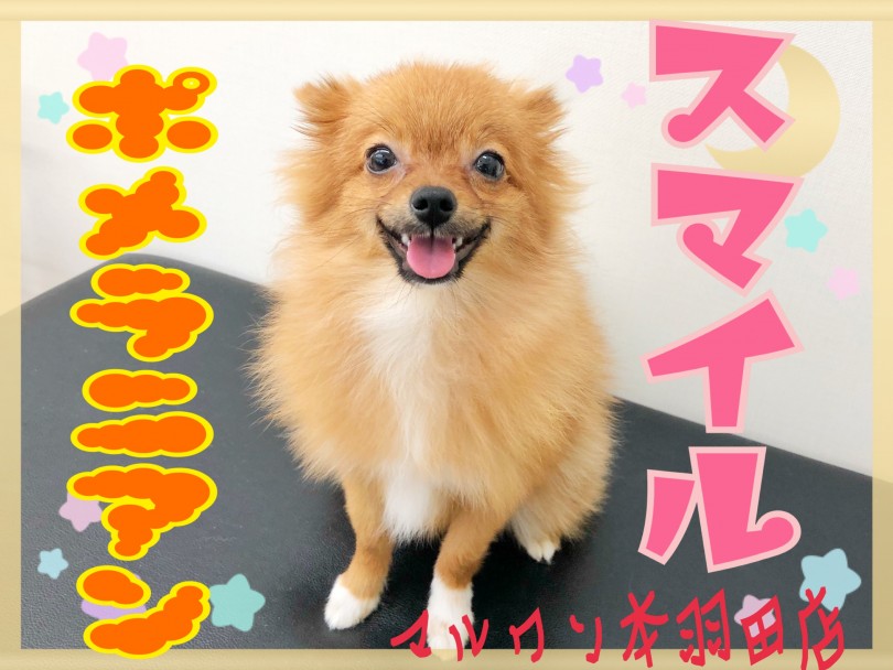【 ポメラニアン 】生後8ヶ月の体重1.9kg！キラースマイルが可愛い女の子！