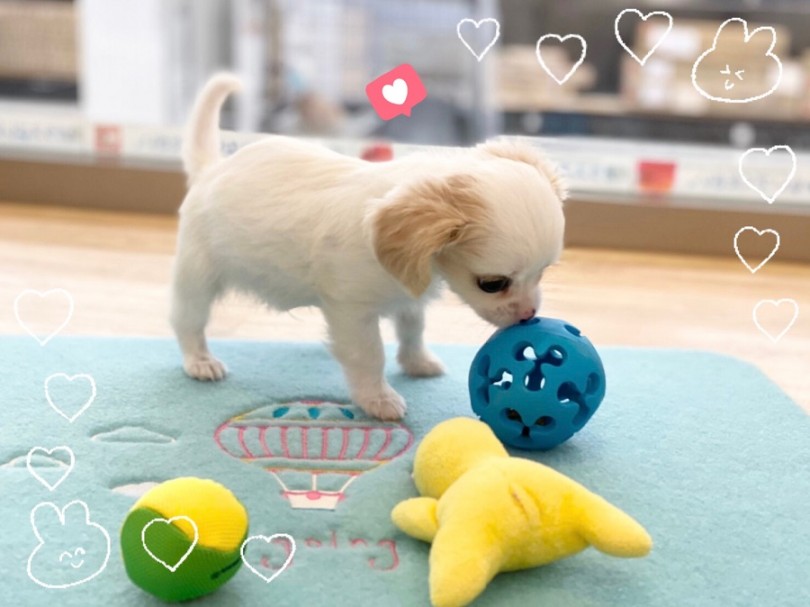 これから成長して、色の変化も楽しみなミックス犬のチワキャバ君です♪ | MIX犬 チワキャバ （312004） - 港北ニュータウン店