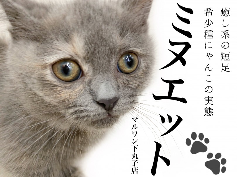 【 ミヌエット 】癒し系の短足にゃんこ、希少種の子猫ちゃんの実態はいかに？！