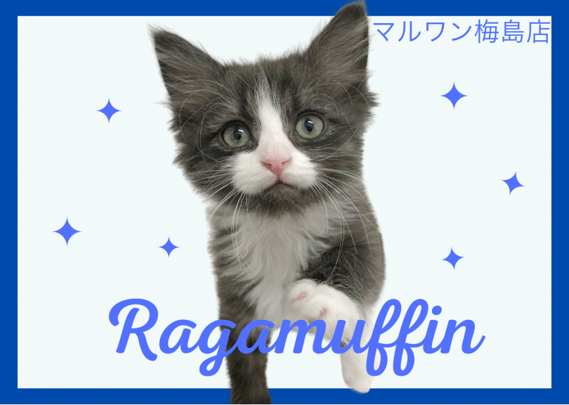 【 ラガマフィン 】お子さんとの相性抜群な性格！可愛い模様にも注目です！