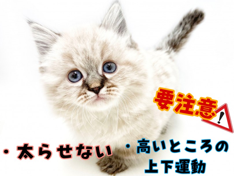 短足だからこそ注意するポイント！ | マンチカン （150183） - 東川口店