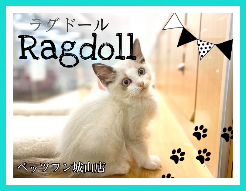 【 ラグドール 】可愛くて、賢くて、甘え上手のパーフェクトキャット