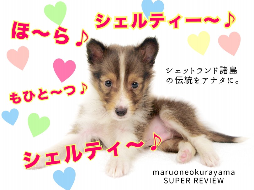 【 シェットランドシープドッグ 】アナタニモシェルティー・・・登場！！