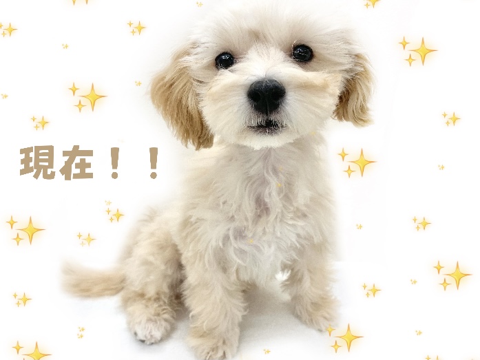 イチオシポイントがブラウンのお耳♪ | MIX犬 マルプー (130281) - 高井戸店