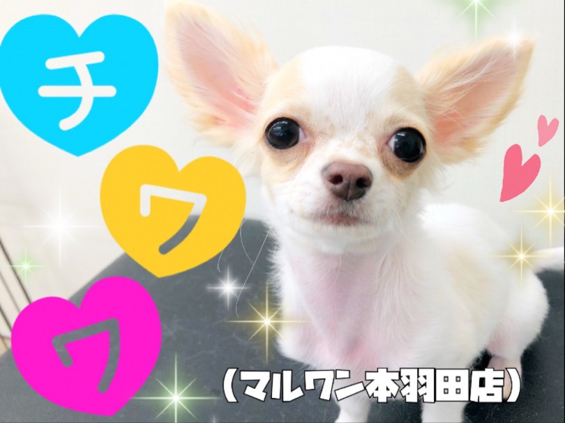 【 チワワ 】最強の甘えん坊！止まらない尻尾と幼いお顔に心奪われます！
