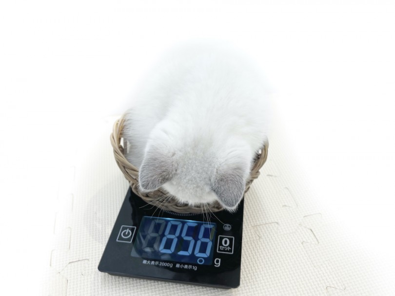 生後50日の体重測定 将来は5kg前後を予想しております！ | ブリティッシュショートヘア （814675） - 大和 相模大塚店