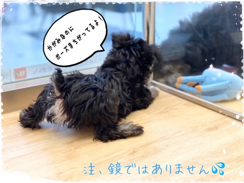 シュナちゃんの被毛は「ダブルコート」 | ミニチュア・シュナウザー (312001) - 港北ニュータウン店