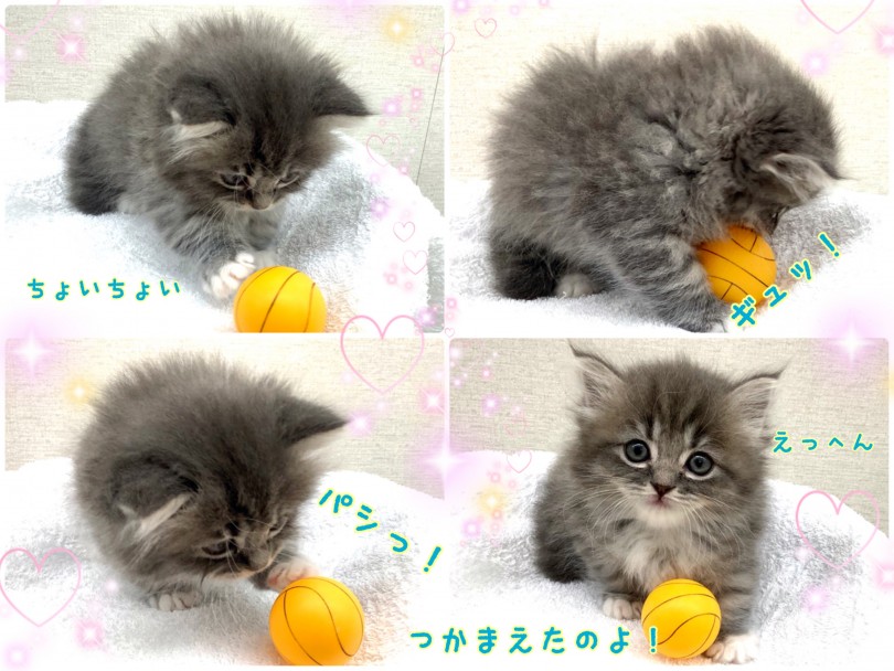 短足だって運動神経抜群なのよ！ | マンチカン （130315） - 高井戸店