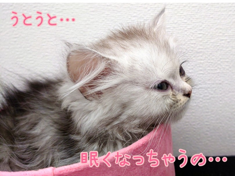性格は温和で人懐っこいあまえんぼちゃん！ | ラガマフィン （130308） - 高井戸店