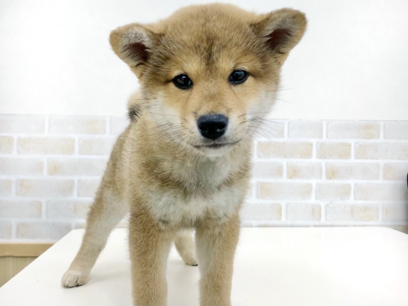 柴犬とのスタートアップ用品紹介！ | 赤柴犬 （713769） - 鶴見店