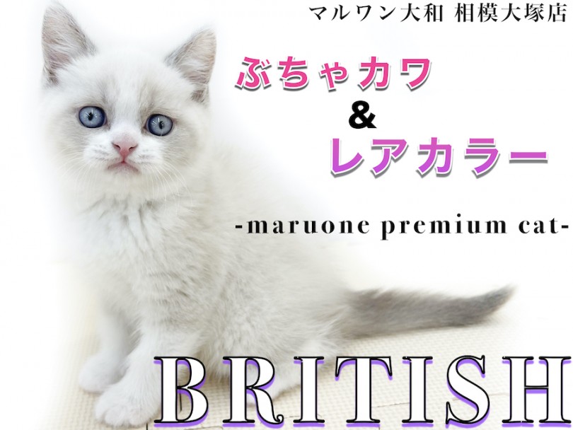 【 ブリティッシュショートヘア 】必見！希少ブルーポイントバイカラー男の子登場！