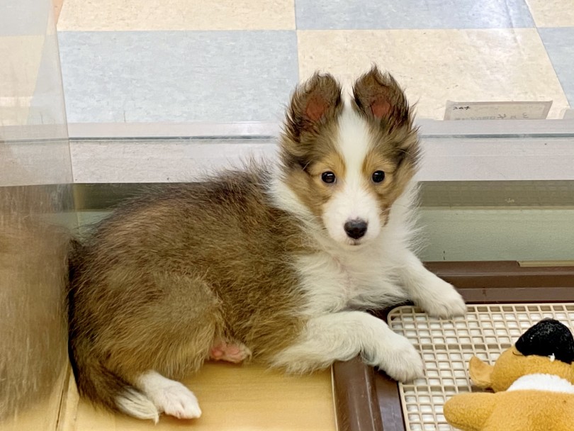 シェットランドシープドックってどんな犬？～歴史・性格～ | シェットランドシープドック （118543） - 城山店