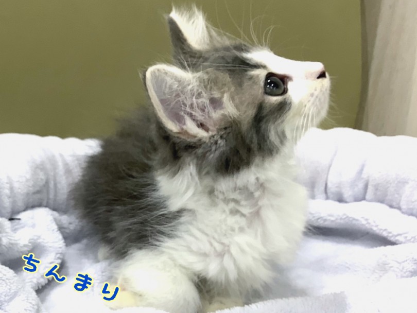 ねこちゃんがお鼻を近づけてくる理由ってなぁに？ | ノルウェージャンフォレストキャット （130310） - 高井戸店