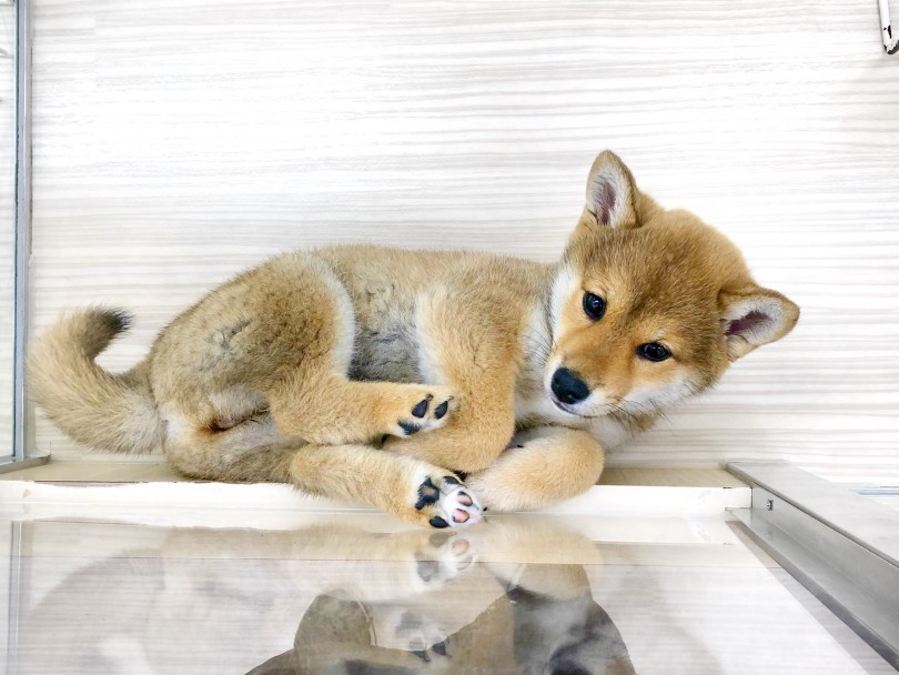 健康美溢れるむっちり体型は健康そのもの！ | 赤柴犬 （713769） - 鶴見店