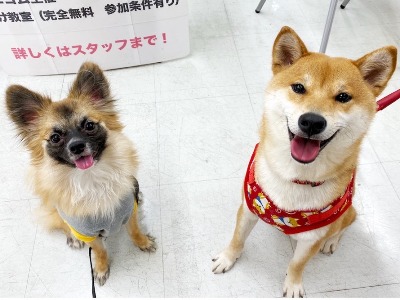 お店のワンちゃん（ポケちゃん）とは遊び仲間なのです♪ | 横浜今宿店の卒業生インタビュー！初めての柴犬編！ - 横浜 今宿店