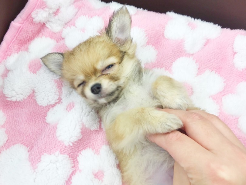究極のあまえ上手！お膝の上がだ～い好きなんです♡ | チワワ （914653） - 志村坂下店