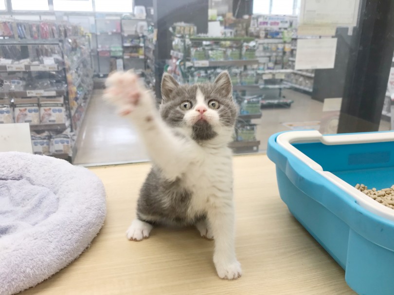 ブリちゃんに会いに梅島店にお越しください。 | ブリティッシュショートヘア （119276） - 梅島店