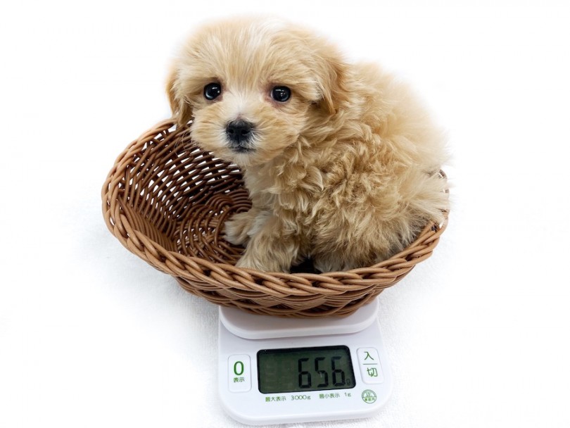両親体重3kg以下のミニマムサイズ！ | MIX犬 マルプー （120385） - 今宿店