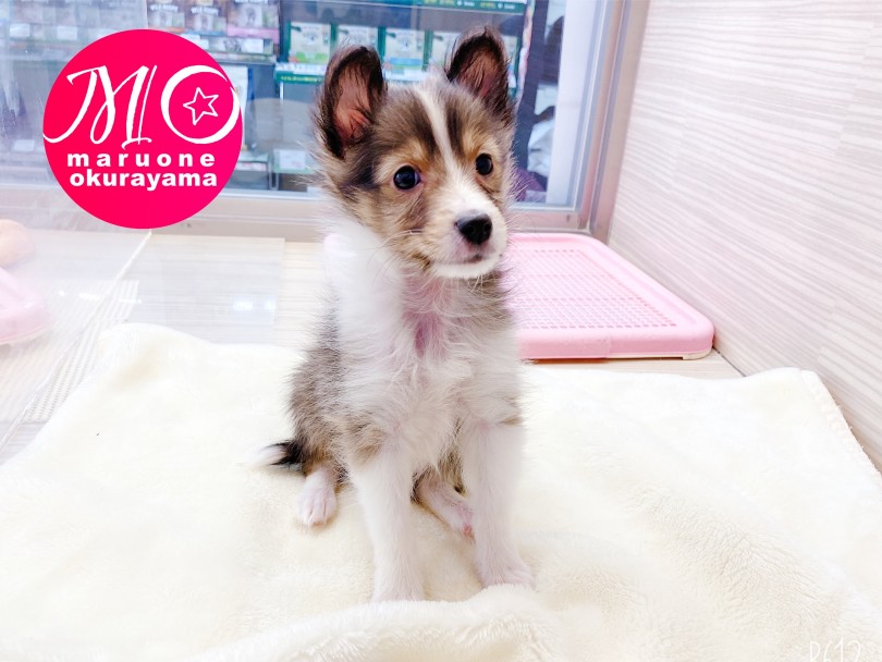 アウトドア派でなくとも愛せる名犬とペットライフを。 | シェットランドシープドッグ （6131013） - 横浜 大倉山店