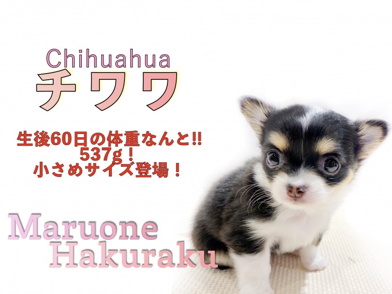 【 チワワ 】人気のドワーフ体型＆小さめサイズ！おすすめの生活スタイルもご紹介！