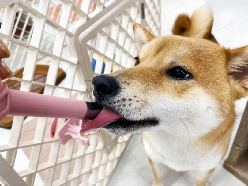 お店での給水ポイントが大好きな小町♡ | 横浜今宿店の卒業生インタビュー！初めての柴犬編！ - 横浜 今宿店