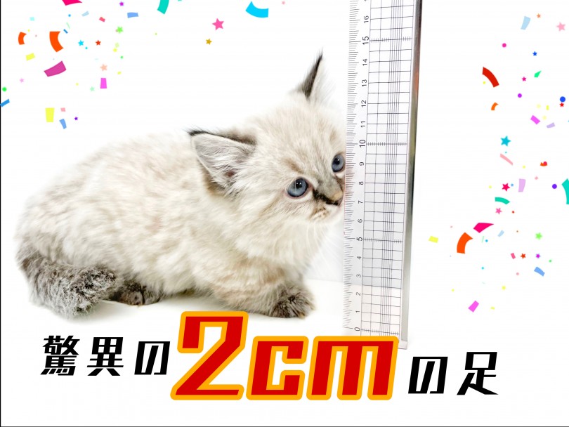 驚異の足の短さ！ | マンチカン （150183） - 東川口店