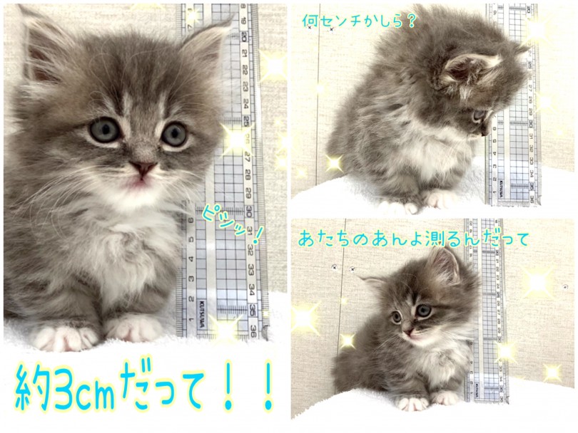 あんよの長さはなんと、約3cm！！ | マンチカン （130315） - 高井戸店