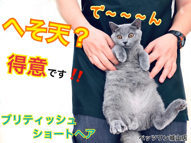 【 ブリティッシュショートヘア 】得意技はヘソ天！警戒心ゼロのマイペース猫